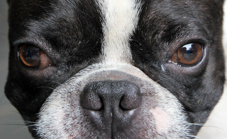 Illustration for article titled Shooting Challenge Pets Gallery 5